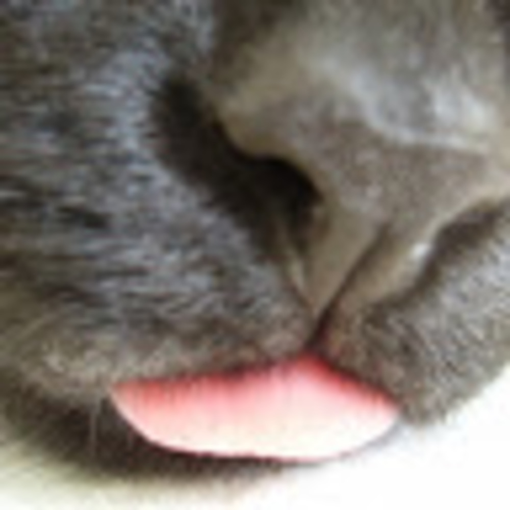 Meet your Posher, Spacecat
